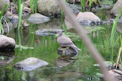 Streptopelia chinensis