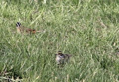 Emberiza tristrami