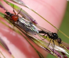 Dilophus strigilatus