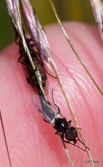 Dilophus strigilatus
