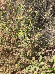 Camissoniopsis hirtella
