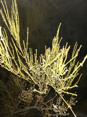 Ephedra americana