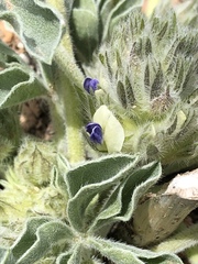 Pediomelum castoreum