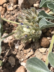 Pediomelum castoreum