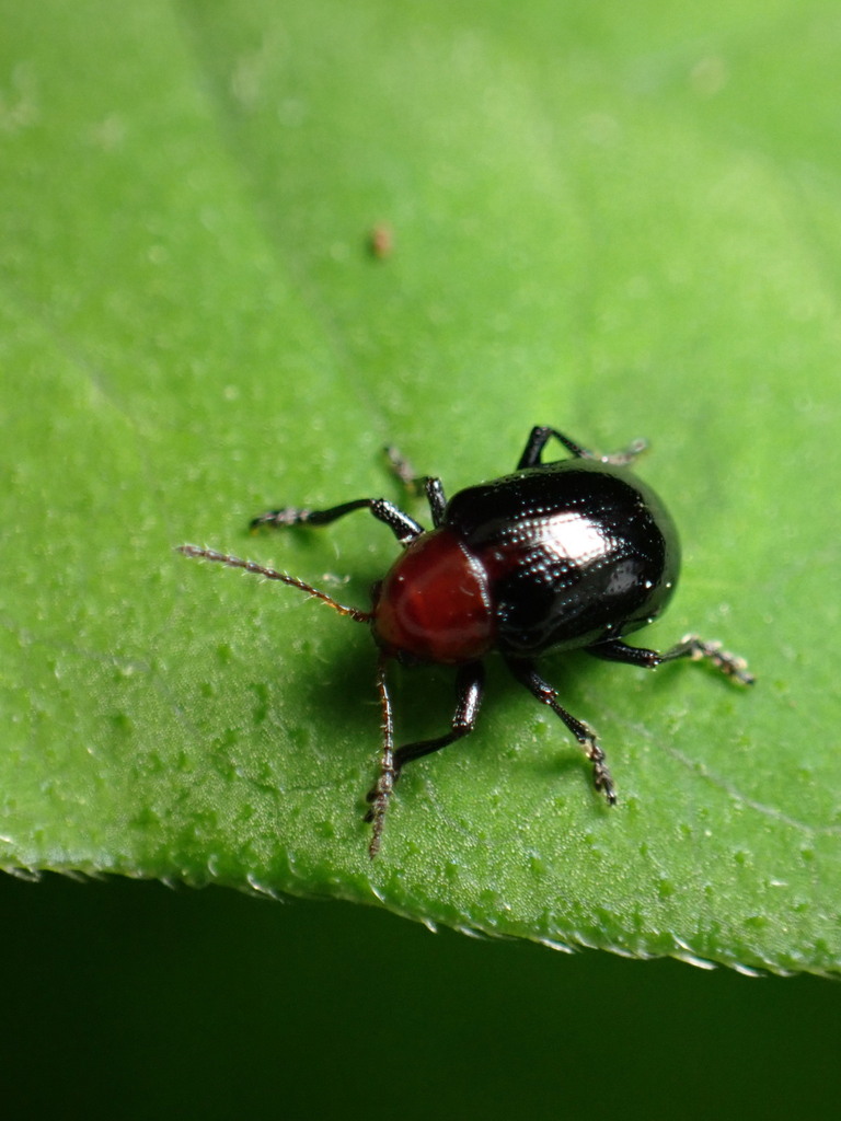 Paria thoracica