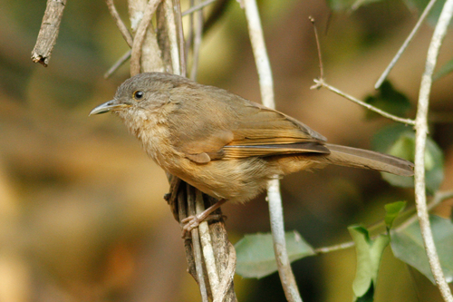 Brown-cheeked Fulvetta (Alcippe poioicephala), photo 10