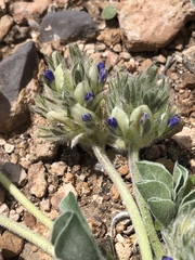 Pediomelum castoreum
