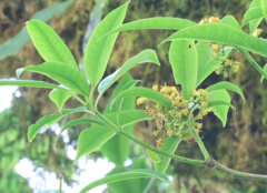 Pittosporum daphniphylloides, photograph (c) 呂一起(Lyu yi-chi), some rights reserved (CC BY)