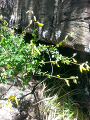 Cytisophyllum sessilifolium