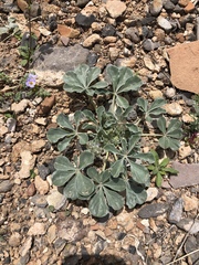 Pediomelum castoreum