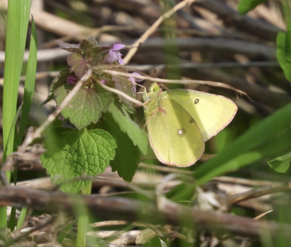 Clouded Sulphur from Outlet Collection, NiagaraontheLake, ON, CA on