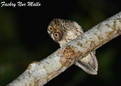 Sangihe Scops Owl photo 1