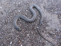 Helicops infrataeniatus