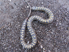 Helicops infrataeniatus