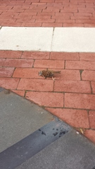 Zonotrichia albicollis