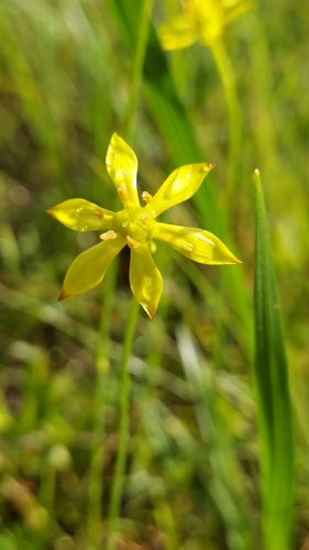 Harper's beauty (Harperocallis flava)