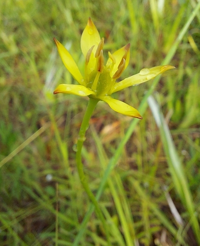 Image of Harperocallis flava by (c) Athena Philips, some rights reserved (CC BY)