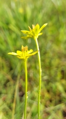(c) Athena Philips, some rights reserved (CC BY) Harperocallis flava, photograph (c) Athena Philips, some rights reserved (CC BY)
