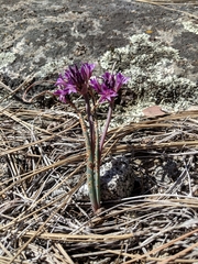 Allium abramsii