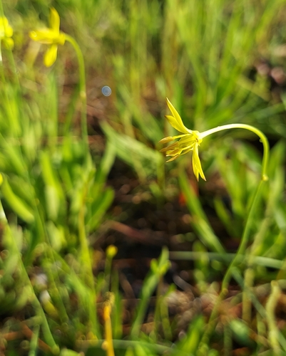 Harperocallis flava, photograph 5