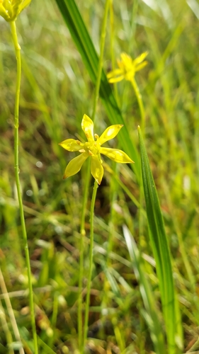 Image of Harperocallis flava by (c) Athena Philips, some rights reserved (CC BY)