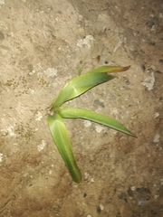 Hippeastrum cybister