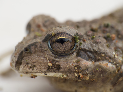 Chile Four-Eyed Frog photo 4