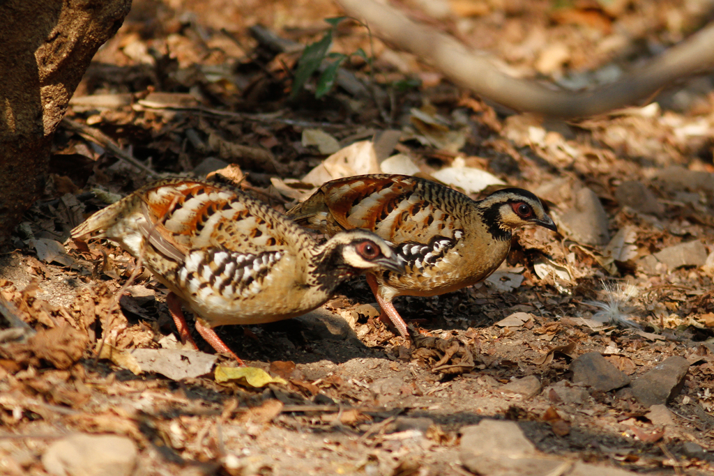 Bar-Backed Partridge