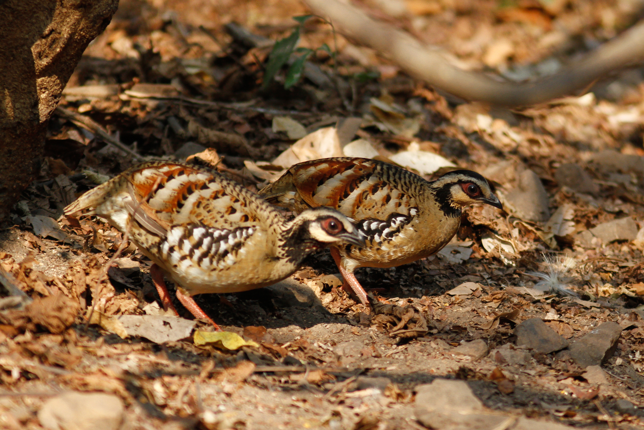 Bar-backed Partridge