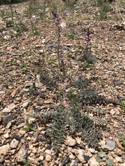 Astragalus minthorniae