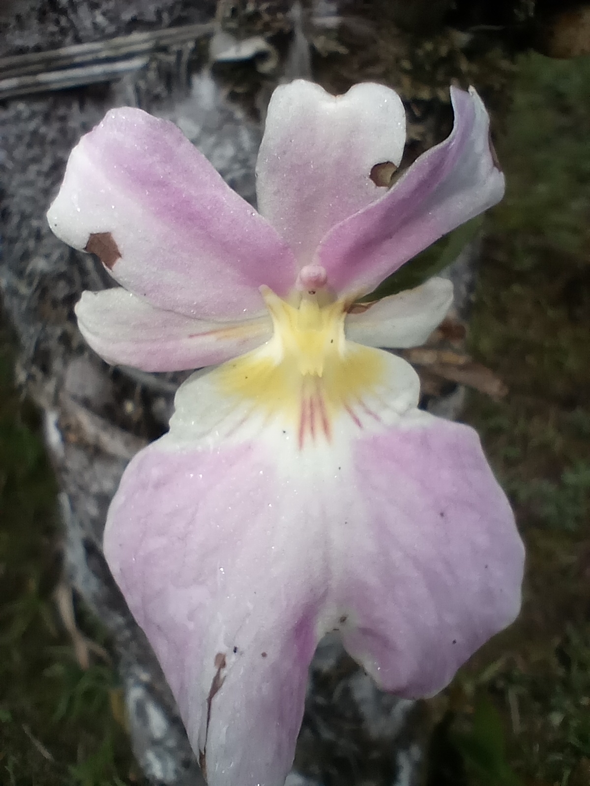 Imagem de Orquídea