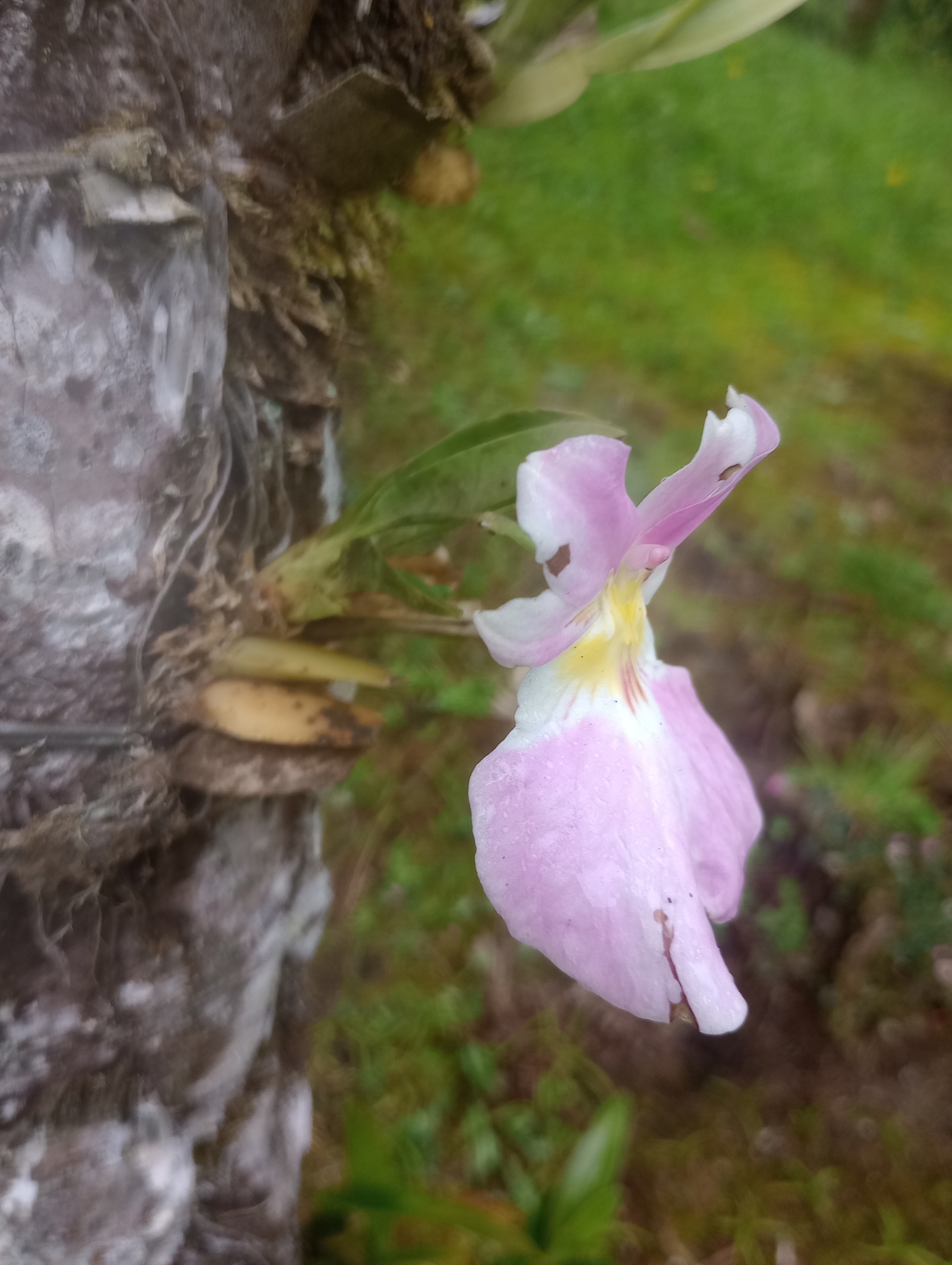 Imagem de Orquídea