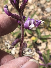 Astragalus minthorniae