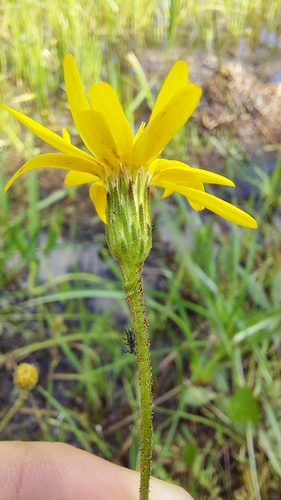 Image of Pityopsis oligantha by (c) Athena Philips, some rights reserved (CC BY)