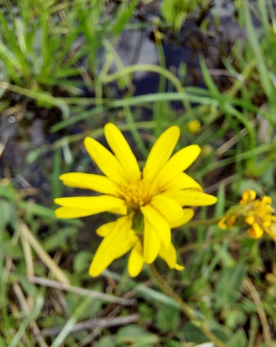 Image of Pityopsis oligantha by (c) Athena Philips, some rights reserved (CC BY)
