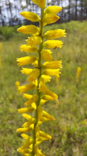 Image of Aletris lutea by (c) Athena Philips, some rights reserved (CC BY)