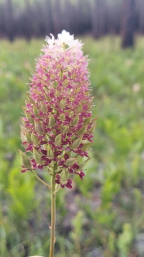 Image of Stenanthium densum by (c) Athena Philips, some rights reserved (CC BY)