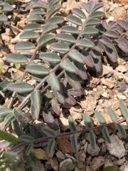 Astragalus minthorniae