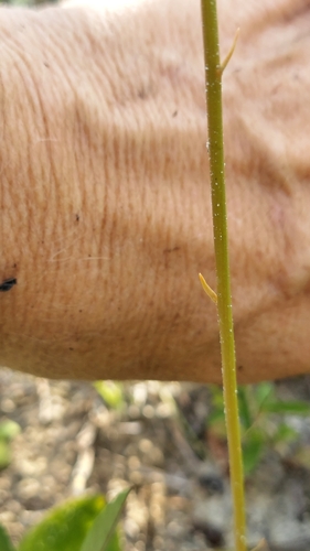 Image of Aletris obovata by (c) Athena Philips, some rights reserved (CC BY)