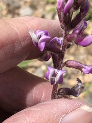 Astragalus minthorniae