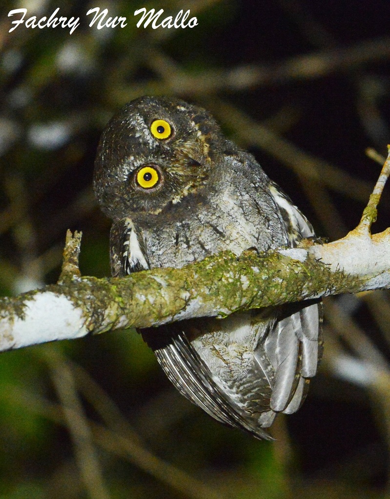 Banggai Scops Owl