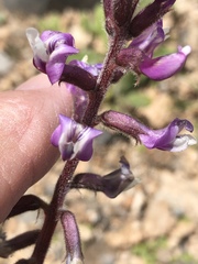 Astragalus minthorniae