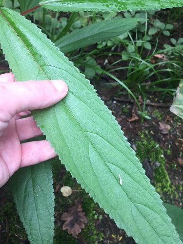 Image of Debregeasia longifolia by (c) Stephen Thorpe, some rights reserved (CC BY)
