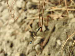 Acanthagrion quadratum