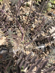 Astragalus minthorniae