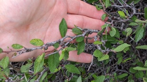 Image of Prunus texana by (c) Joseph Aubert, some rights reserved (CC BY)
