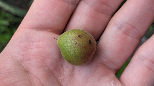 Image of Prunus texana by (c) Joseph Aubert, some rights reserved (CC BY)