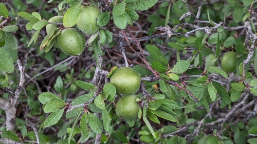 Image of Prunus texana by (c) Joseph Aubert, some rights reserved (CC BY)