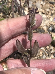 Astragalus minthorniae