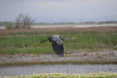 Great Blue Heron photographed in Utah